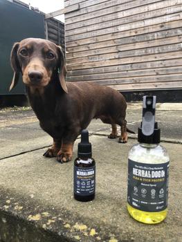 Product Review of Natural Flea Protect Spray from B**d 0