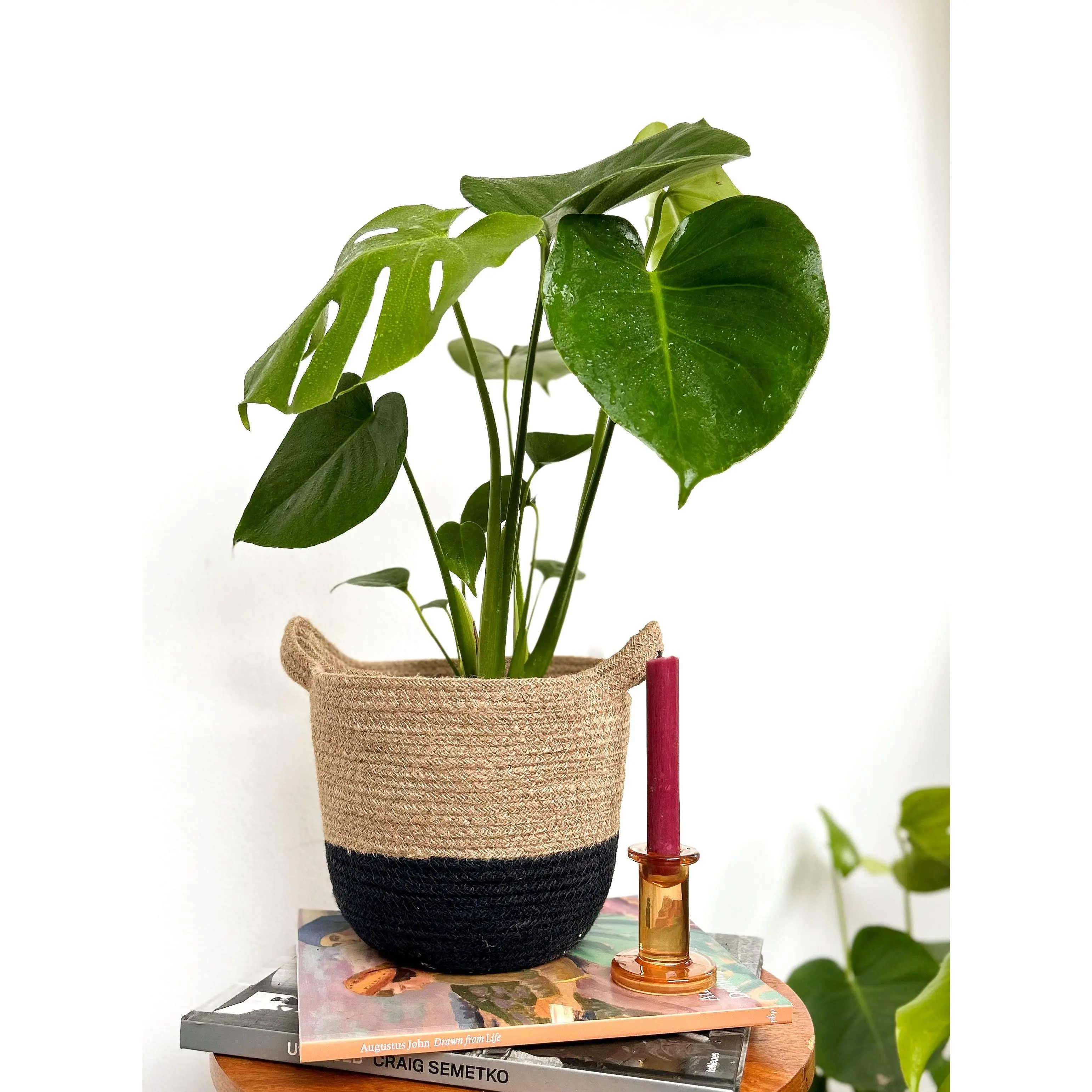 Monstera in Natural Jute Basket - Live House Plant