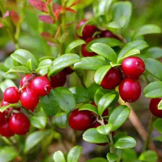 Mountain Cranberry Fruit Plant Seeds - Cranberry Fruit Seeds - 25 Seeds (UK Seller) 2