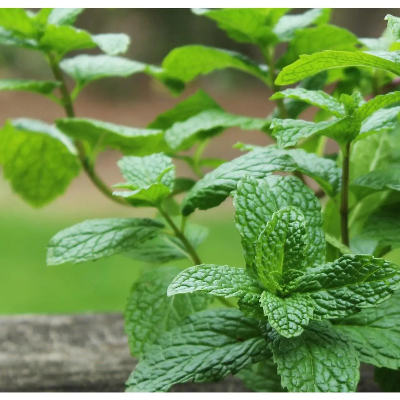 Mint Seeds Peppermint ORGANIC