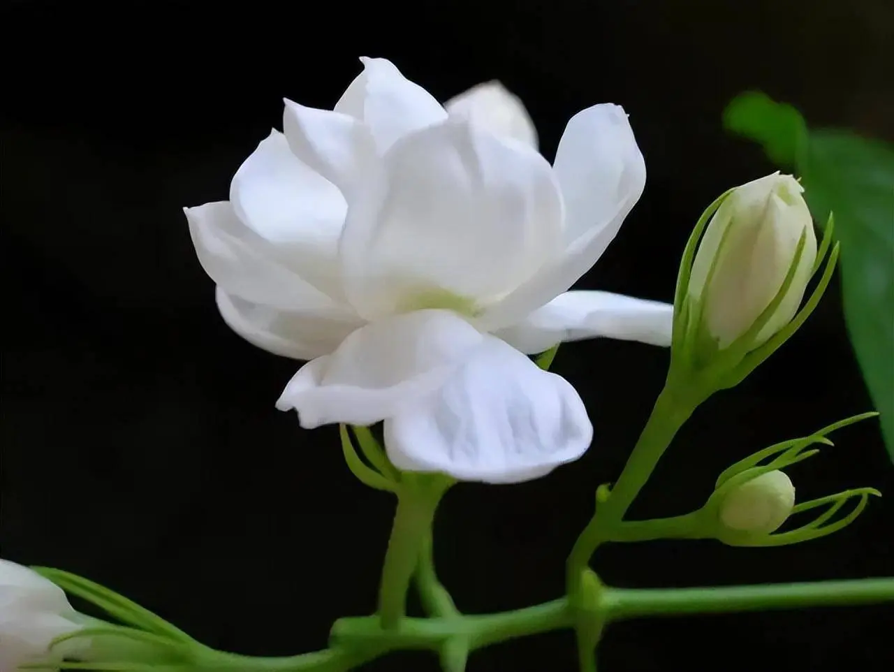 Jasmine Flower Seeds - Create a Fragrant, Beautiful Garden with Ease - 100Seeds