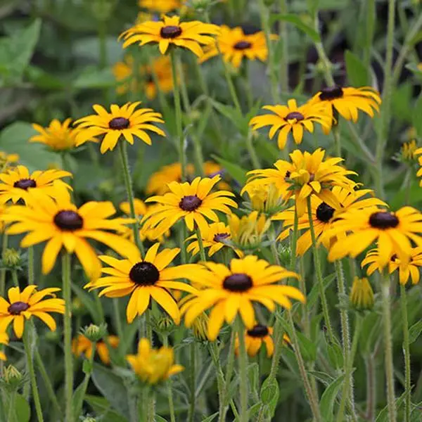 3 x Rudbeckia 'Goldsturm', Established Plants in 9cm Pots, Long-Flowering 0