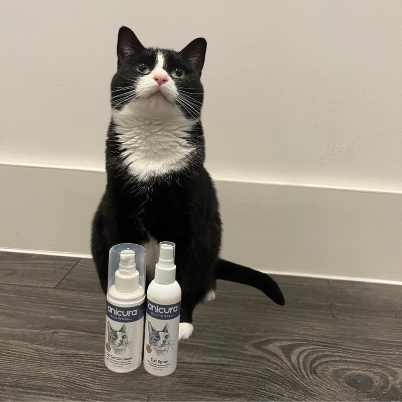 Cat Duo Pack 3