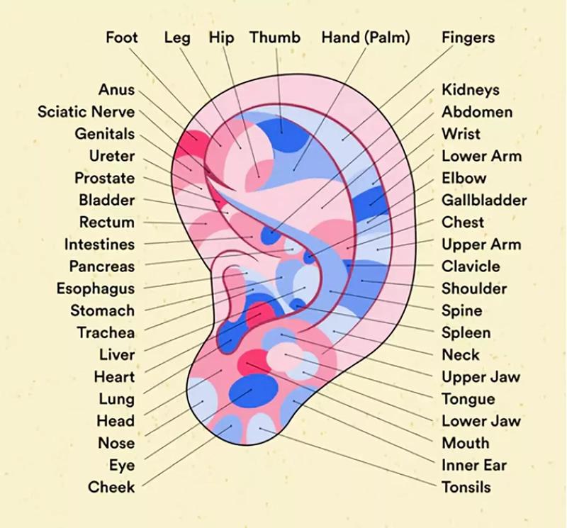 Acupuncture Ear Seeds Acupressure Massage Therapy Pack of 20 Silver Plated Seeds, Body Care Kit for Men & Women Comfort Traditional 4