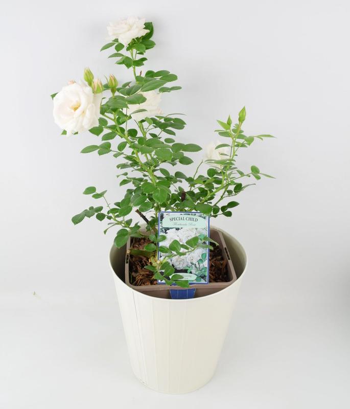 Rose Special Child Bush 5.5L 5