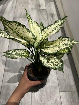Product Review of Aglaonema Snow White Houseplant from N**o 1
