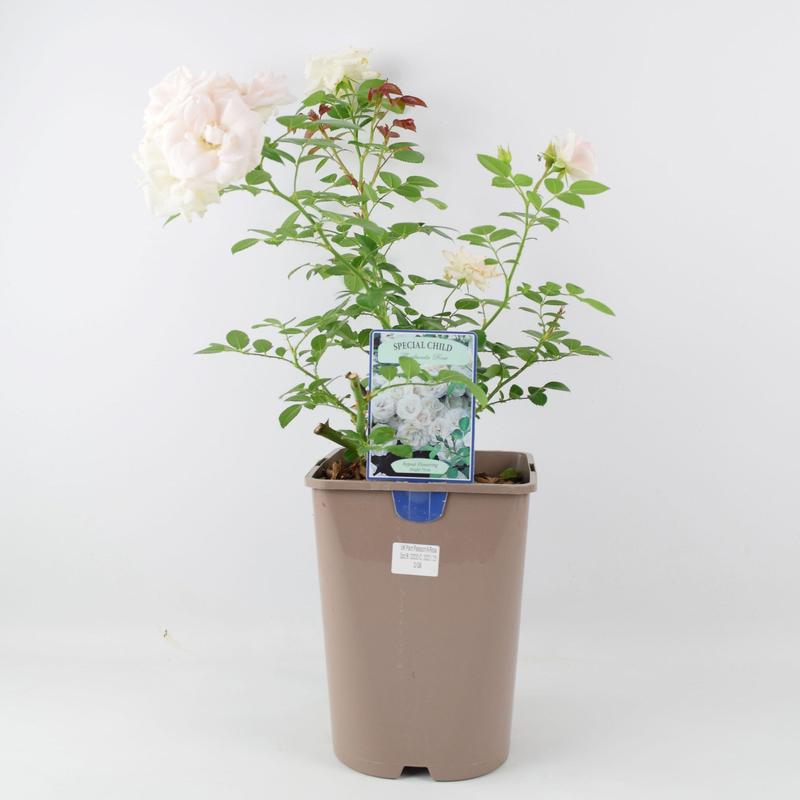 Rose Special Child Bush 5.5L 6