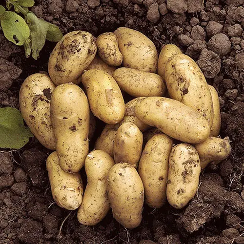 Grow Your Own Patio Potato Selection, with Three Varieties of Potatoes, Plus Grow-Pods and Fertiliser 3