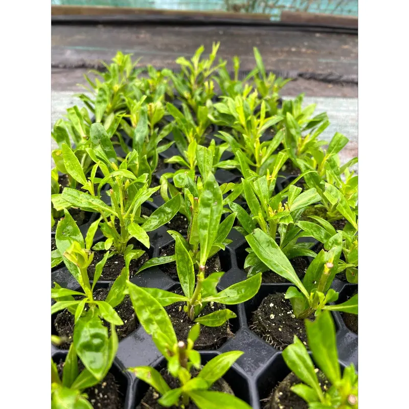 Penstemon Czar Perennial Plants x 5 Pack - 5cm Plug Plants For Sale FREE P&P 1