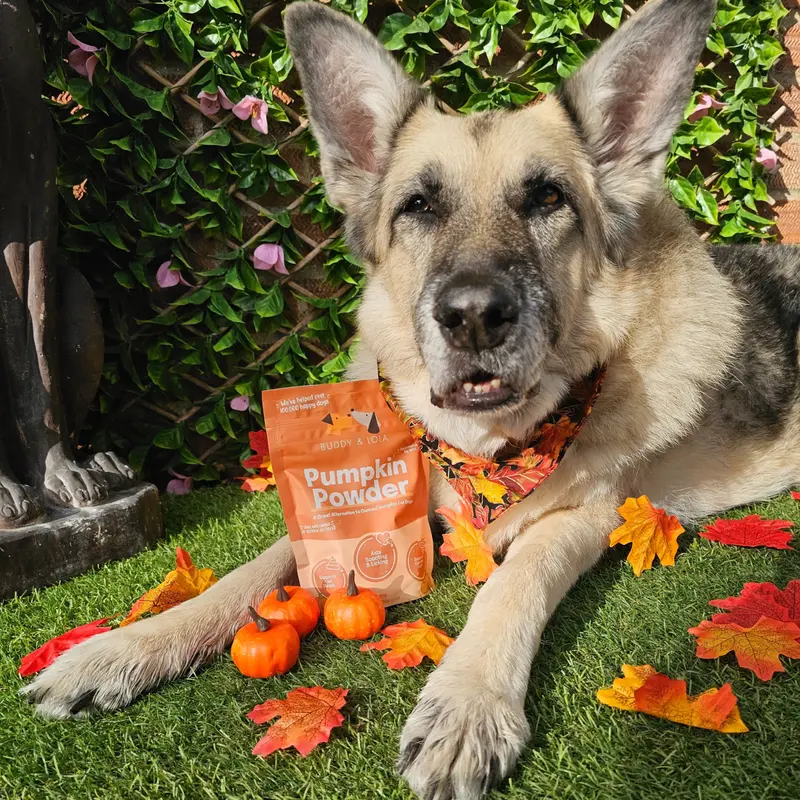 Buddy & Lola | Pumpkin Powder for Dogs | Helps with Dog Constipation & Diarrhoea | Canned Pumpkin Puree Alternative | Bursting with Dog Vitamins & Essential Nutrients | Dog Gut Health Product 4