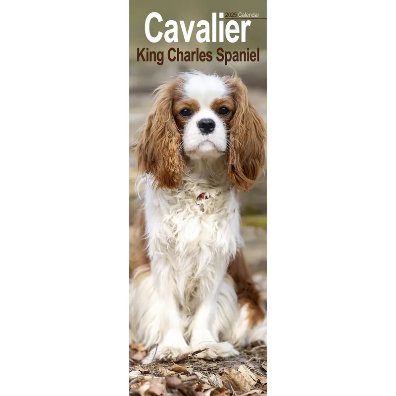 Cavalier King Charles Spaniel Calendar 2025 Slimline 0