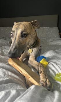 Product Review of Olive Branch Chew - Non-Splintering Enriched with Olive Oil for Coat Health - Natural Dog Chew from s**e 0