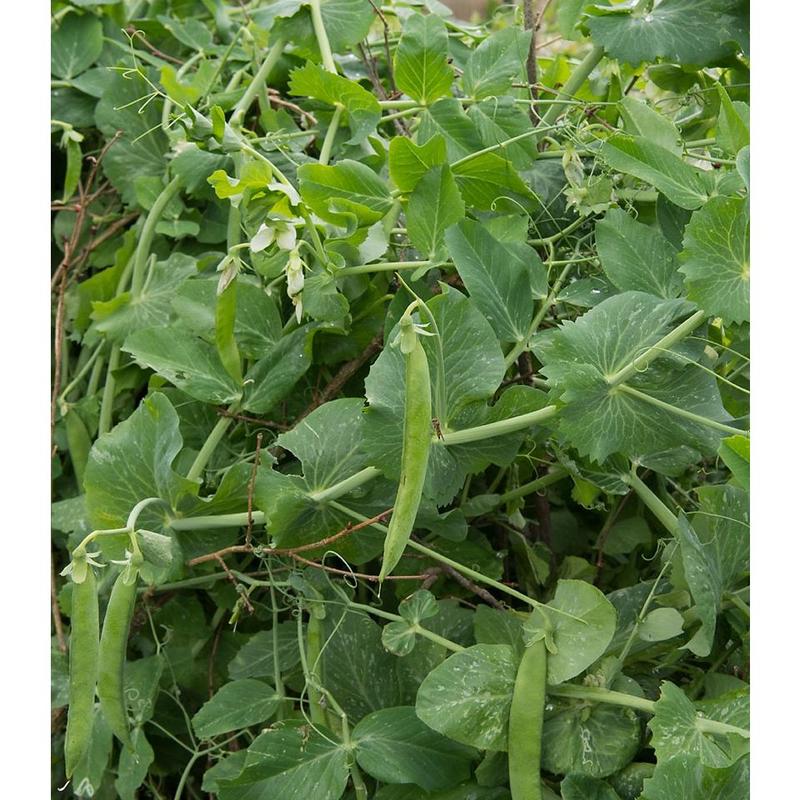 Pea Kelvedon Wonder Vegetable Seeds (Approx. 54 seeds) by Jamieson Brothers 3