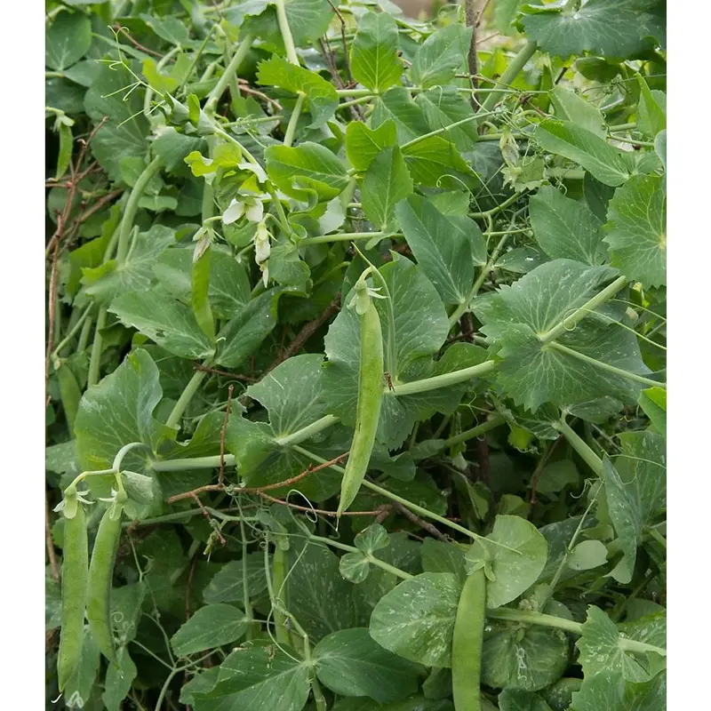 Pea Kelvedon Wonder Vegetable Seeds (Approx. 54 seeds) by Jamieson Brothers 3