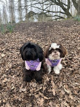 Product Review of Daydreams and Unicorns Adjustable Dog Harness from s**s 1