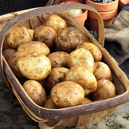 Grow Your Own Patio Potato Selection, with Three Varieties of Potatoes, Plus Grow-Pods and Fertiliser 4