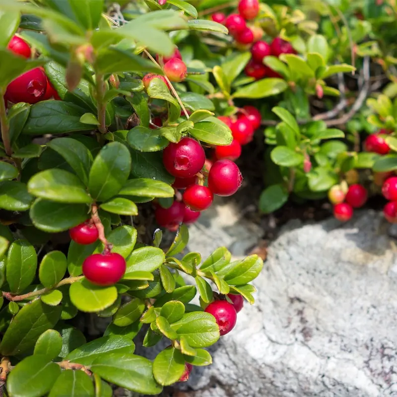 Mountain Cranberry Fruit Plant Seeds - Cranberry Fruit Seeds - 25 Seeds (UK Seller) 3