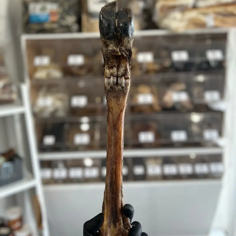 Large hairy deer leg 1