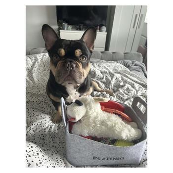 Product Review of 17-Pack Putoro Squeaky Plushy Puppy Rope Toys with Soft Basket - Ideal for Teeth Training & Boredom Solution lobster dog ball carrot funny toy automatic gift snuggle dogyak chew dog  toy dog  toys lamb  chop interactive  dog tough  dog breathing  otter or from C**e L**s 0