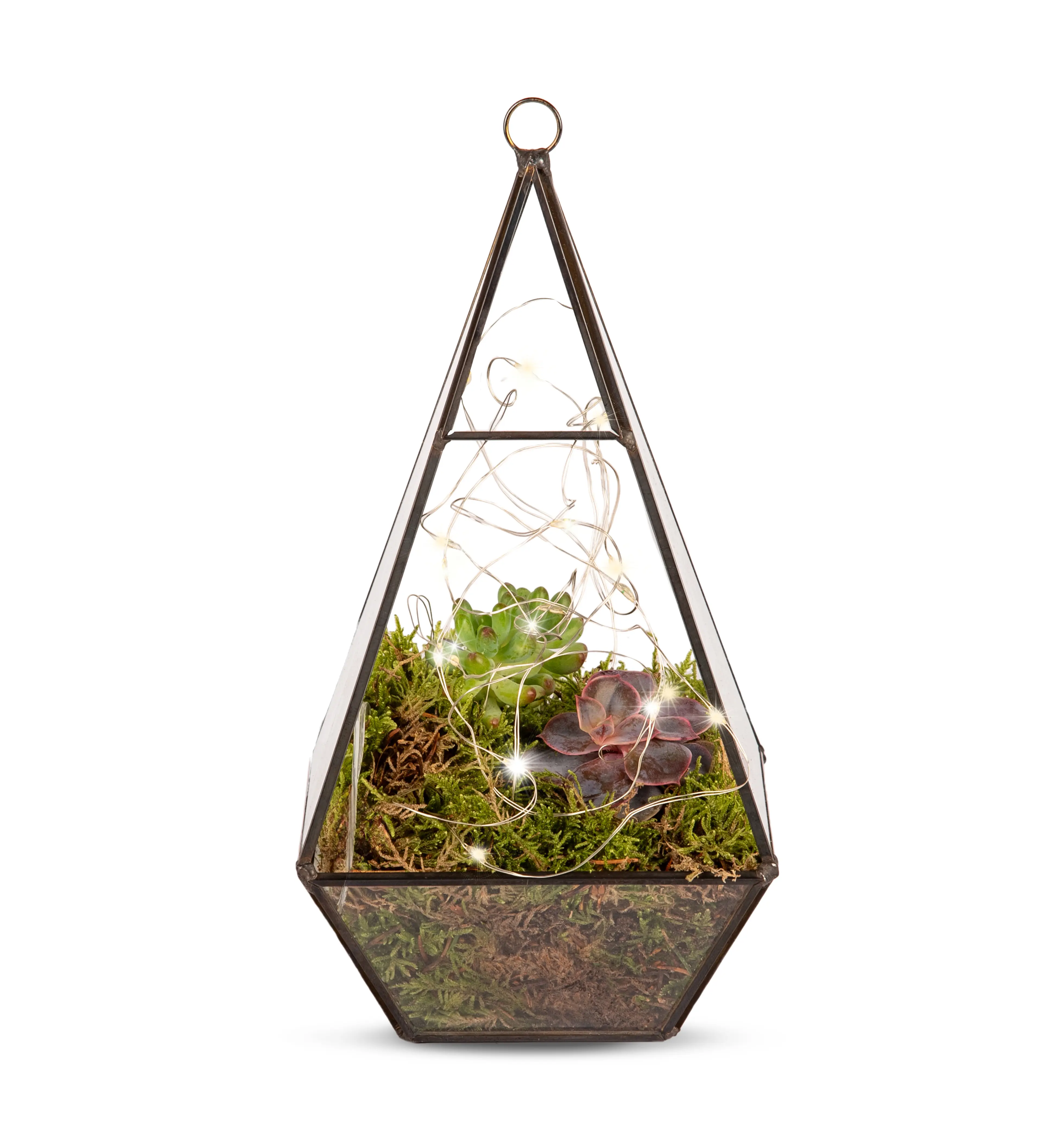 Prestige Flowers - Organic Terrarium Planter - Fresh Plants - Next Day Delivery - Indoor Plants - Gifts for Men