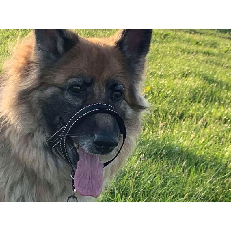 Reflective Padded Head Collar | Dog Training Halter Stops Dog Pulling Behaviour | Outdoor Hi-vis | Large, Small Dogs | Champion 4