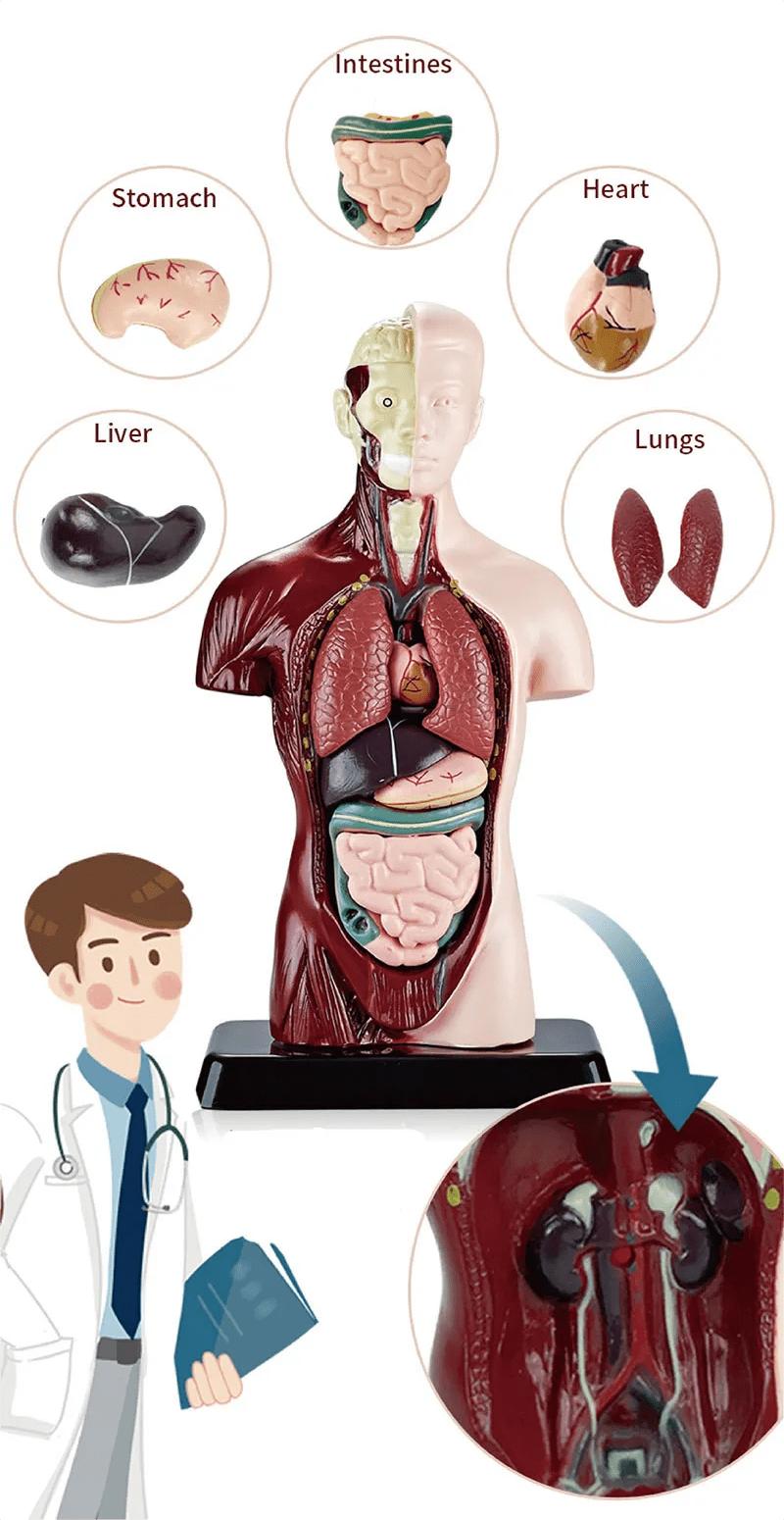 Product Introduction of ORACEGRA       DIY Human Organ Skeleton Model Set for STEM Education - Anatomical Bone Assembly Educational Toys for Organ Construction 5