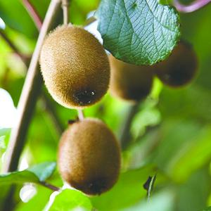 Kiwi Fruit Plant, Actinidia 'Jenny' Plant, Established Plant in 1.5 Litre Pot