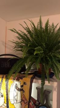 Product Review of Boston Fern from M**2 ** 0