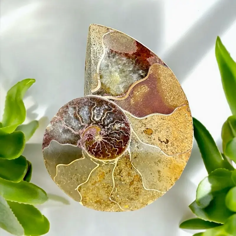 Natural Rare Ammonite Fossil Quartz Crystal Fossil Specimen