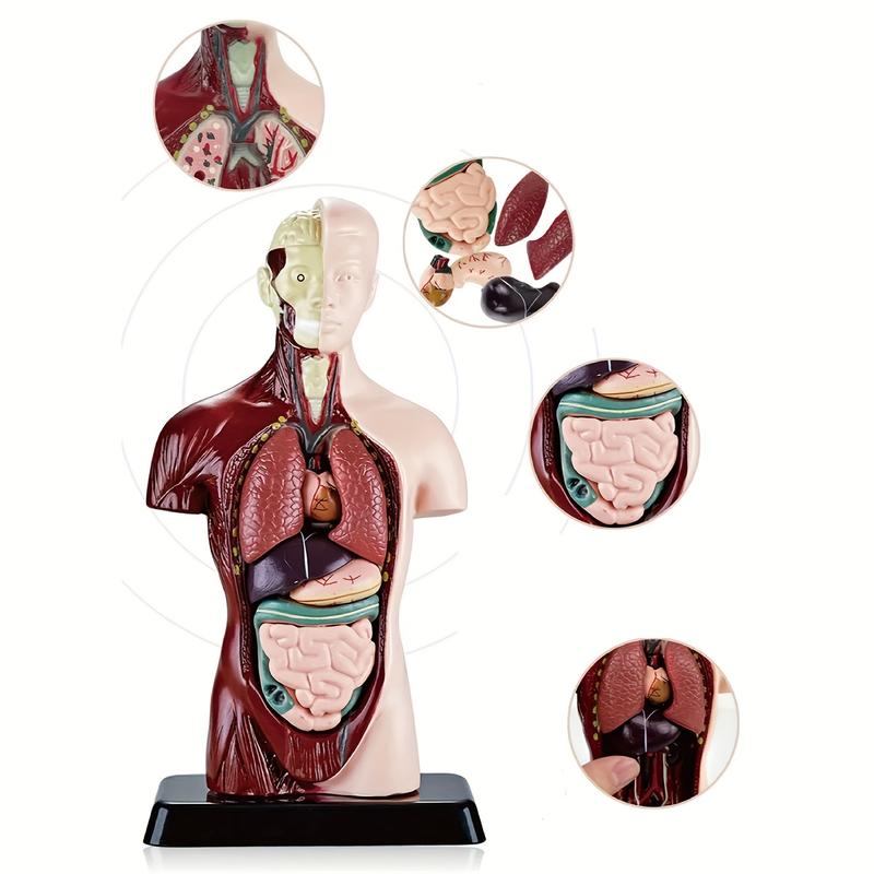 Product Introduction of ORACEGRA       DIY Human Organ Skeleton Model Set for STEM Education - Anatomical Bone Assembly Educational Toys for Organ Construction 4