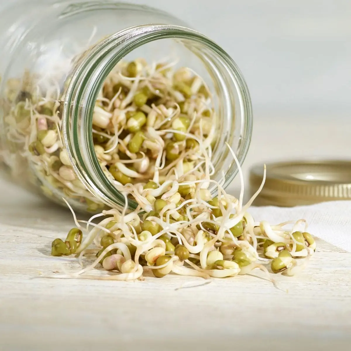 Sprouting Mung Beans - Beans for Bean Sprouts