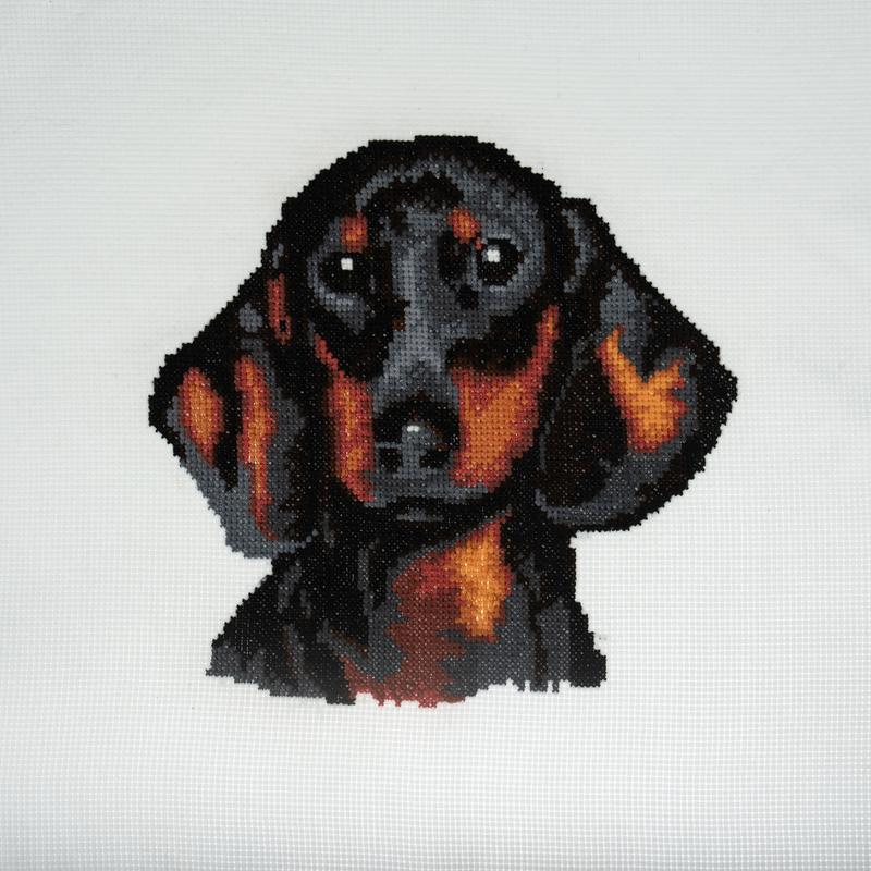 Trimits Counted Cross Stitch Kit Ð Large: Dachshund, 36x36cm, Includes Aida Fabric, Pre-Sorted Threads, Needle, Personalizing Alphabet, Instructions in English, French, German 2