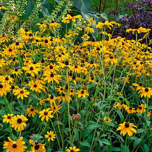 3 x Rudbeckia 'Goldsturm', Established Plants in 9cm Pots, Long-Flowering 3