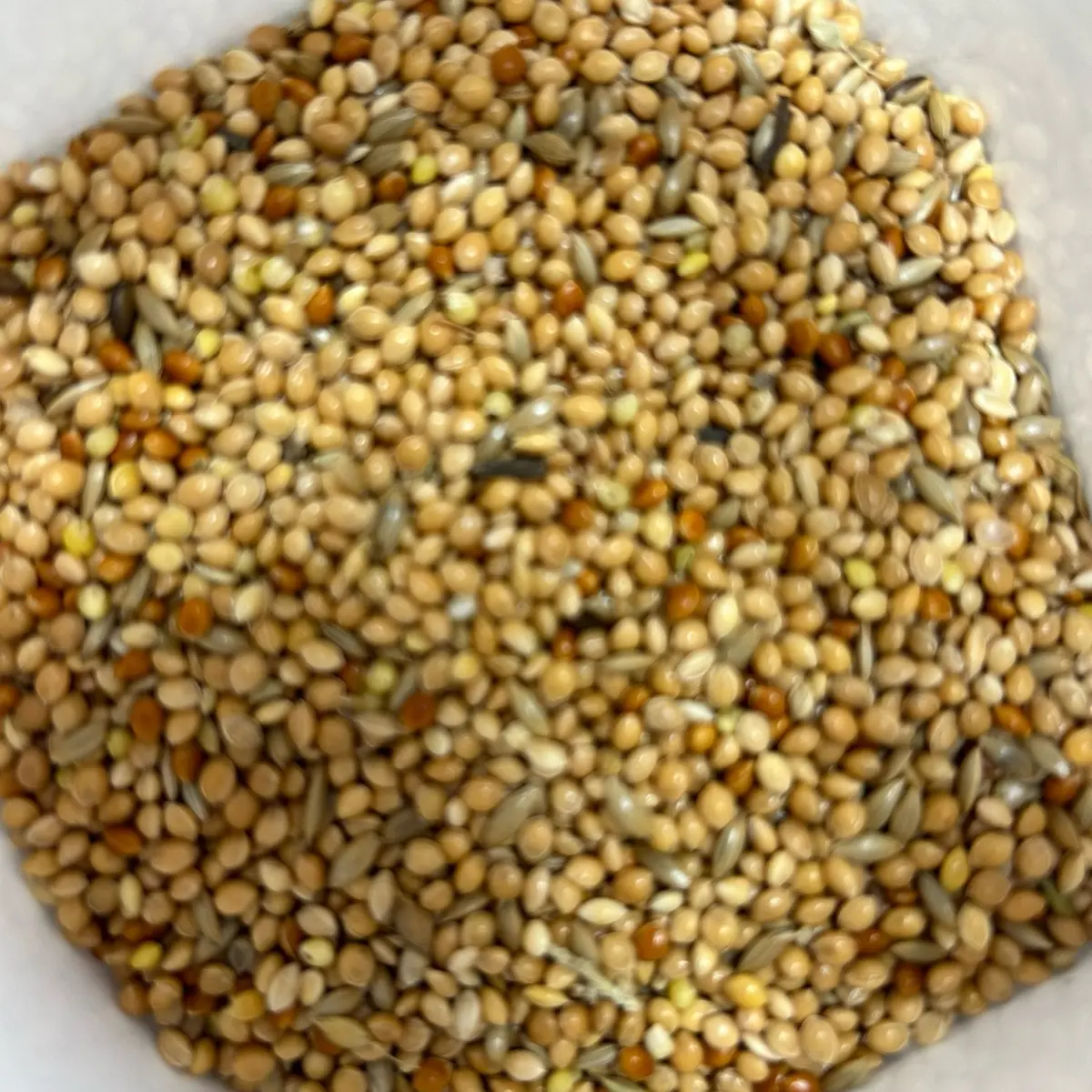 Budgie seed 1KG