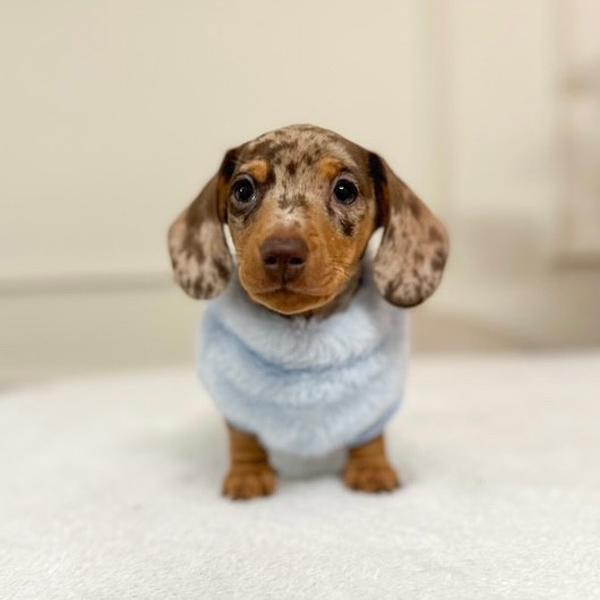 XXS Tiny Puppy Snuggle Dachshund Fleece - 20cm / 8inch Back | Sausage Dog Box 0