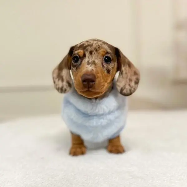 XXS Tiny Puppy Snuggle Dachshund Fleece - 20cm / 8inch Back | Sausage Dog Box 0