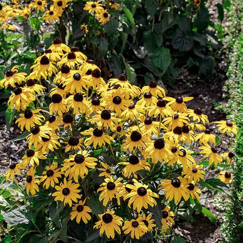 3 x Rudbeckia 'Goldsturm', Established Plants in 9cm Pots, Long-Flowering 1