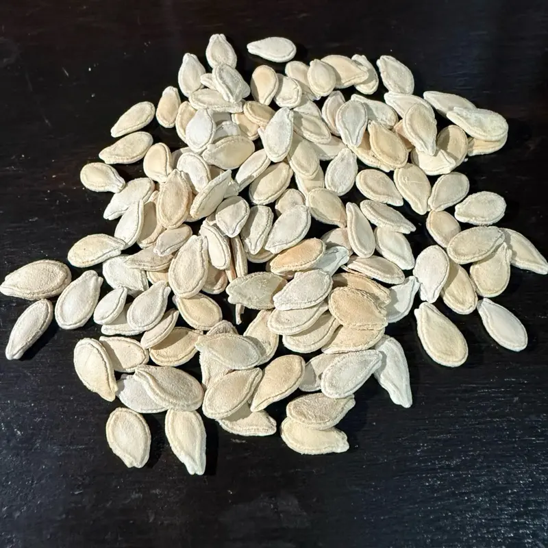 30+ Genuine Bangladeshi Chal Kumra, Jali Kumra, Gourd Seeds Free Shipping Uk