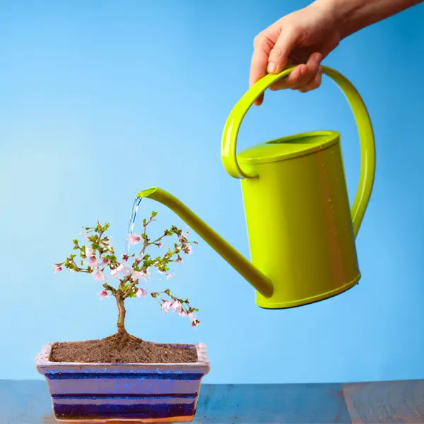 Young Flowering Cherry Blossom Bonsai Tree - 4 years old