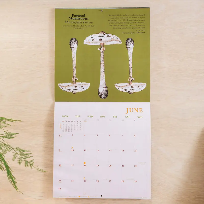 2025 Calendar | Mushroom Art | Large Square 5